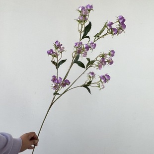 ���滨�Q���� ��c��Y�õ����̨����·���b����߲廨 �F؛����