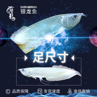 中型觀賞魚圖片 海量高清中型觀賞魚圖片大全 阿里巴巴 中型觀賞魚圖片 海量高清中型觀賞魚圖片大全 阿里巴巴