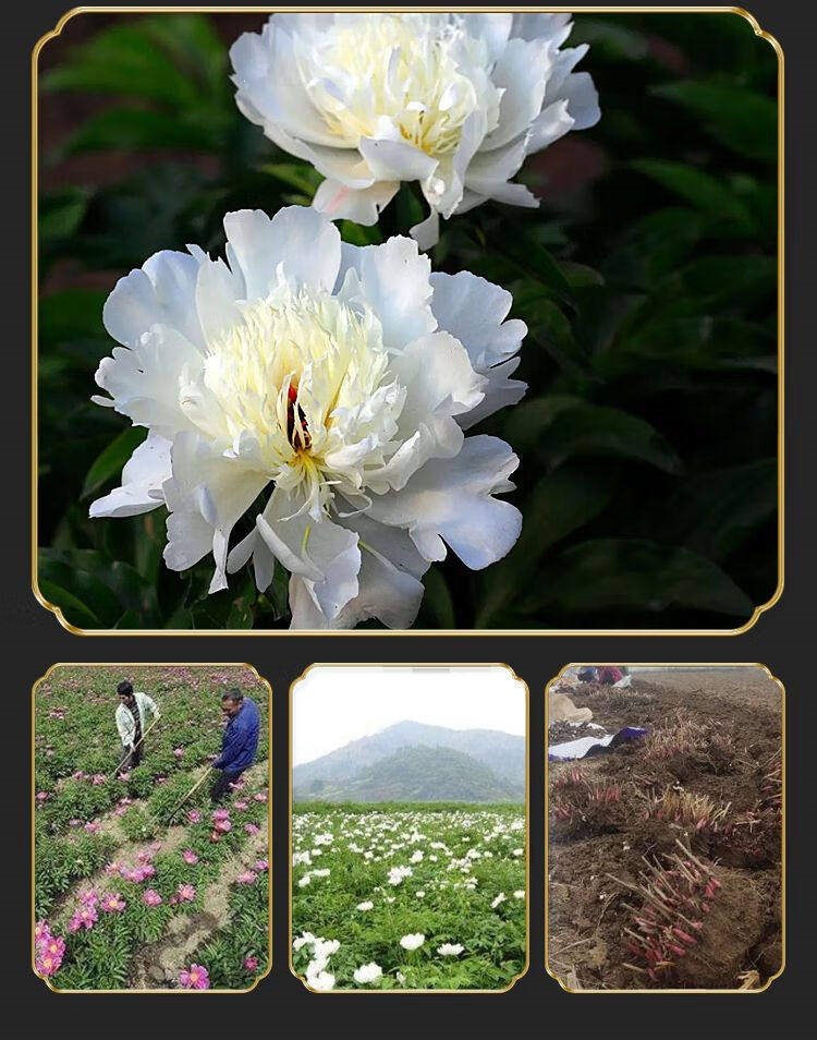 White Peony Root Bai Shao Dried Herb Slices 450g Traditional TCM Wellness Tea Ingredient key features