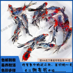 观赏鱼五花兰花草锦鲤鱼苗红色耐活好养懒人长尾金鱼批发冷水一件