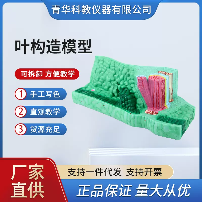 青华叶构造模型初高中植物放大展示解剖模型生物教学仪器实验器材