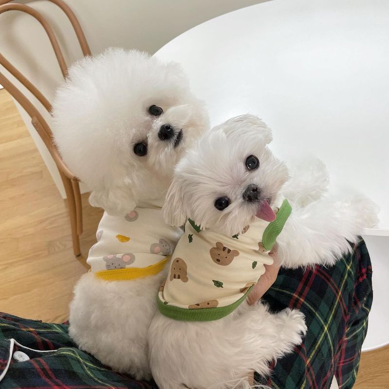 秋装新款宠物比熊狗狗衣服泰迪雪纳瑞博美贵宾小型犬狗德绒棉背心|undefined