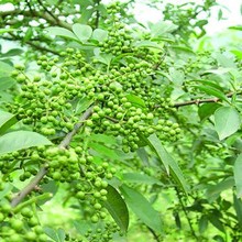 �ߝ���໨���͘�֬���������S��ֱ��