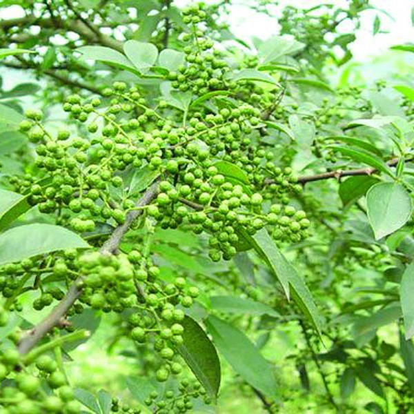 高浓度青花椒油树脂，花椒精厂家直供