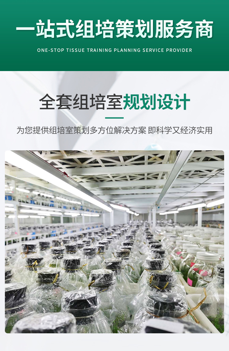 组培方案_03.jpg