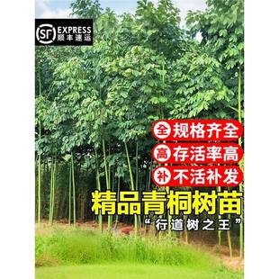 �Ї�����ͩ������ͥԺ�ļ������L�����е��@�־G����ľ�^�pֲ��