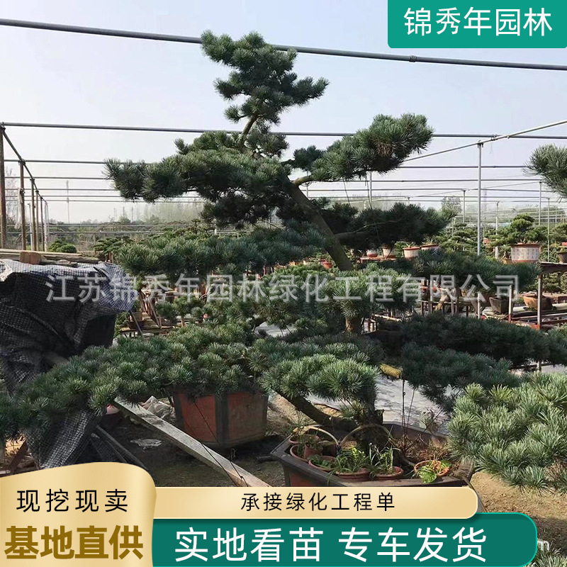 五针松造型树庭院观赏植物四季常青盆景植物老桩景区观赏风景树