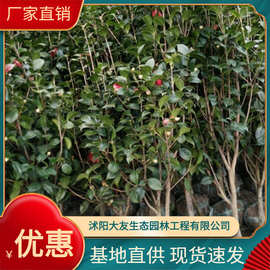 供应各种工程绿化 大量批发耐冬树 耐冬花 茶花 山茶花1-10