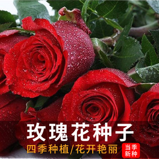 Rose Seeds Bloom in All Seasons, Easy-To-Live Flower Seeds, Indoor Potted Plants, Outdoor Courtyard Green Plants, Flower Seeds
