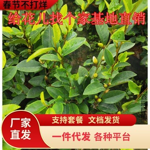 һ�����l�ļ���Ц�������ԝ����Ϳ͏d�҃Ȼ����^��ֲ��ͥԺ���纬