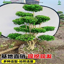 �S��ͥԺ���͘�����ļ�����С�~ȸ���S���辰��e���G���Lˮ����