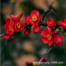 �k�����Ę����������Ĵ�С�~���z���ı��������F�����ĺ�������