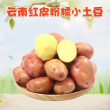 ��ϼtƤС���� 3/9�����r�S�ļtƤ���������߲��R���