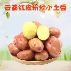 云南红皮小土豆 3/9斤新鲜黄心红皮土豆应季蔬菜马铃薯
