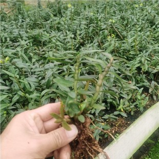 �㽭�FƤʯ���N��a��؛Դ����һ����t�Uܛ�_�FƤʯ���Z�������l