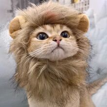 亚马逊猫咪狮子头套兔子耳朵小型犬狗狗帽子宠物可爱搞怪头饰变装