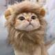 Amazon Cat Lion Headband Rabbit Ears Small Dog Dog Hat Pet Cute Funny Headwear Crossdressing