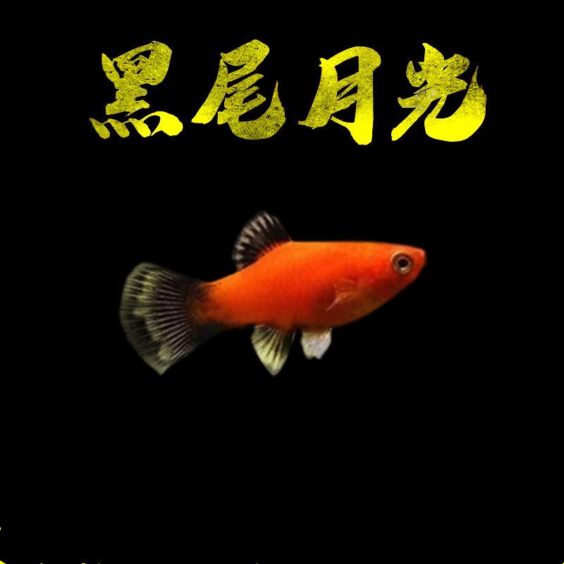 Black-tailed Moonlight fish live viviparous fish live tropical fish ornamental fish pet fish small freshwater fish directly under the fish