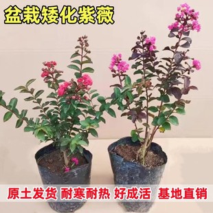 ������ޱ������t����t�����ļ��^�p�G�����Ϸ�����ͥԺ�Nֲ����