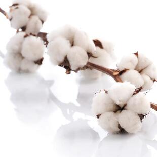 ������߮a�޻��N�Ӵ���Ϳ�����������֦��ժ��ǧ��Нh�޷N��