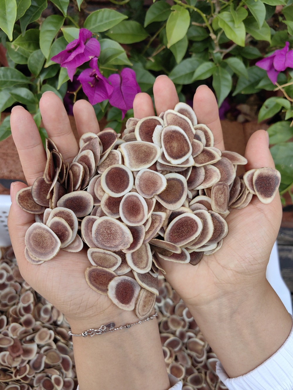 Deer Antler Slices Lu Rong Pian Dried TCM Herb Slices for Decoction and Infused Wine 500g specifications