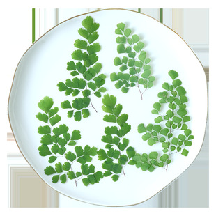 Adiantum leaf flower plant specimen dried flower pressed flowers bookmark children's handmade material bag