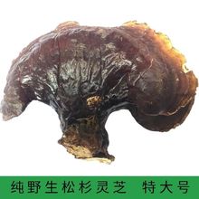 Ұ`֥س֥֦ɼ`֥؛ݲ500gݾ