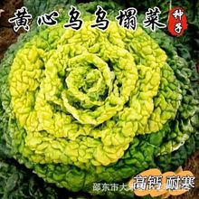 黄心乌塌菜种子耐寒黄心菜种籽菊花心菜籽种易种黄金乌蔬菜种子