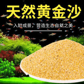 天然黄金沙狗头鱼南美鼠鱼盆栽微景观装饰底砂造景细河沙水草原生