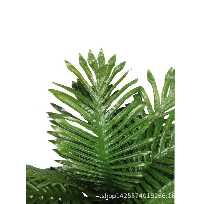 XRS-070 小树头小葵叶树 (1).jpg