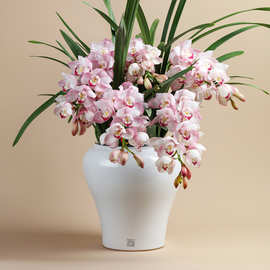 ins简约高级感蝴蝶兰专用花盆大号盆栽陶瓷花盆陶盆批發厂家直销