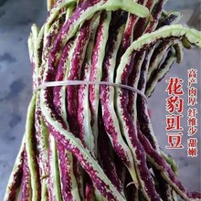 NyLǷNѸ߮a촺ļ̨߲˷N