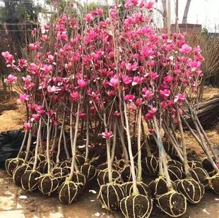 �e��ͥԺ�е��G���_������ľ���m�������Ե��Լ޽����m�羫Ʒ��ľ