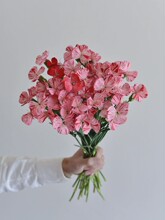 С��ϡ���ʻ�С��ݮ��ͷ����ܰ�ʻ���ɫ������ī����������ֱ��