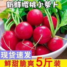 云南新鲜樱桃萝卜迷你小萝卜水果萝卜甜脆水果型清洗即食沙拉蔬菜
