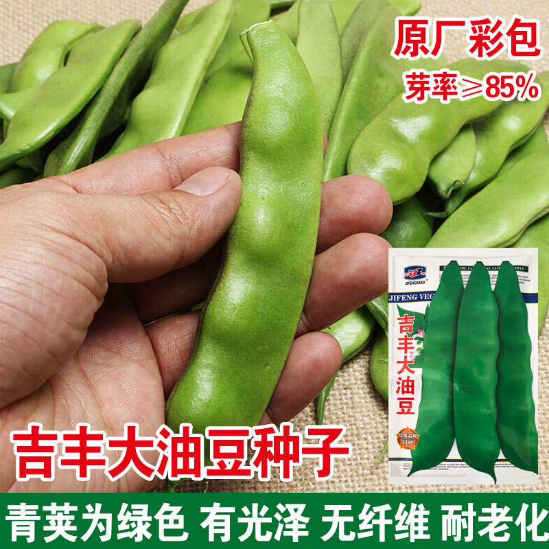 东北油豆种子一点红油豆角种籽将军豆中早熟春秋四季紫花芸豆种孑