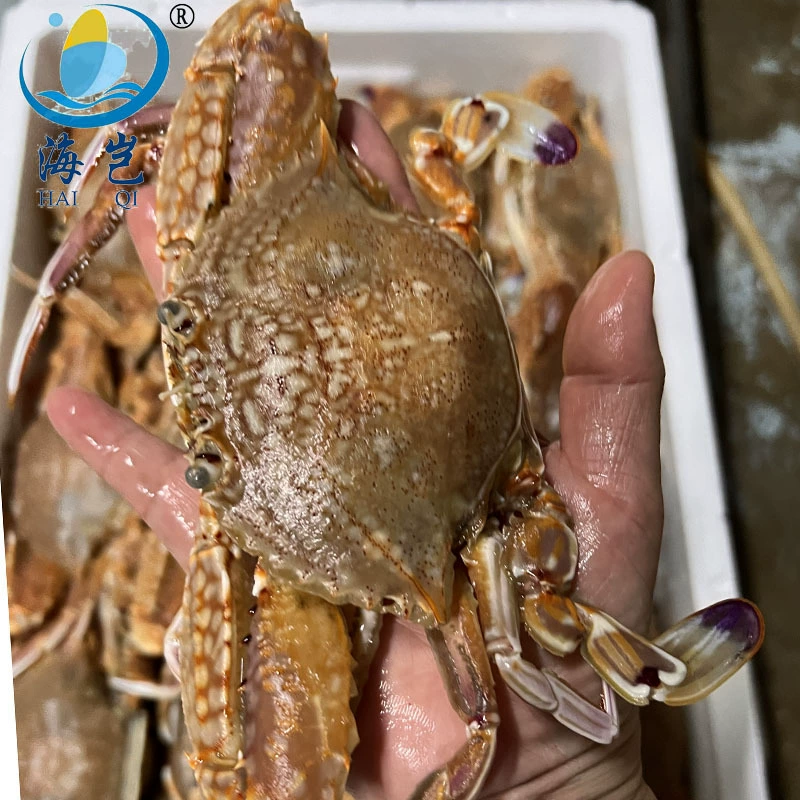 Живые замороженные крабы Чжанчжоу Дуншань, дикие замороженные плоские крабы, можно только отваривать, мясные крабы, морепродукты, водные продукты, крабы в коробках