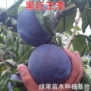 ��������� �ھ��������� �޽�������������� �����Ә���