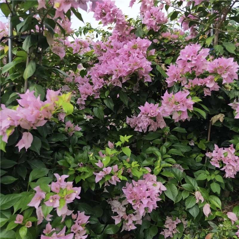Ciruela triangular planta en maceta nueva variedad de flores de flores de rosa balcón patio aire purificado cuatro estaciones flores bonsai