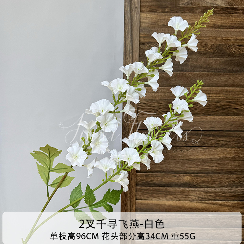 화이트