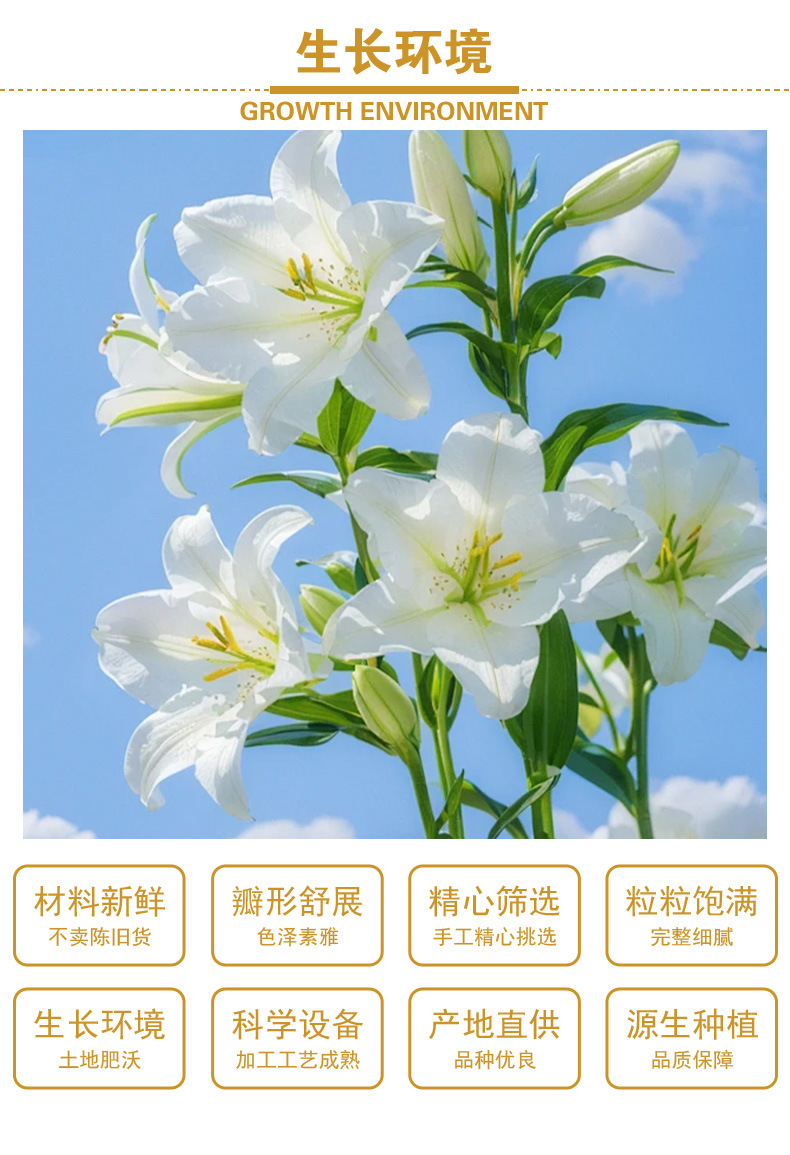 Dried Lily Bulb (Lilium brownii) Longya Bai He — Sulfur-Free Hunan Lily for Tea & Soup quality and texture