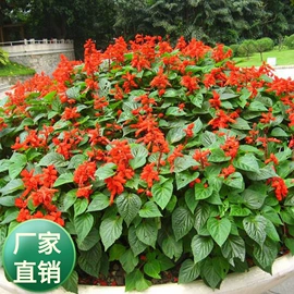 种子;灌木;园艺工具