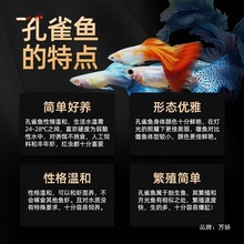 耐养耐活小型金鱼孔雀鱼热带鱼观赏鱼凤尾鱼好养斑马活体活鱼冷水