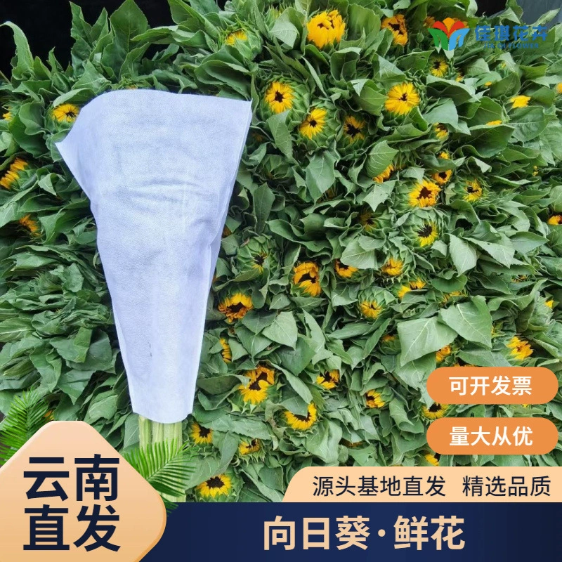 Свежие цветы подсолнуха ко Дню учителя, оптовая продажа свежесрезанных цветов, прямая поставка с базы в Юньнани, букет из свежесрезанных цветов.