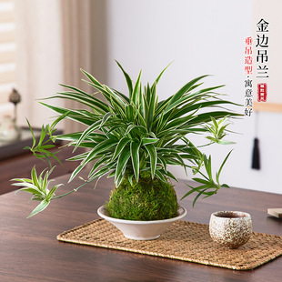 ��߅���m̦�\��Gֲȥ��ȩ�����՚��k��������lؔ��G�}ˮ��ֲ��