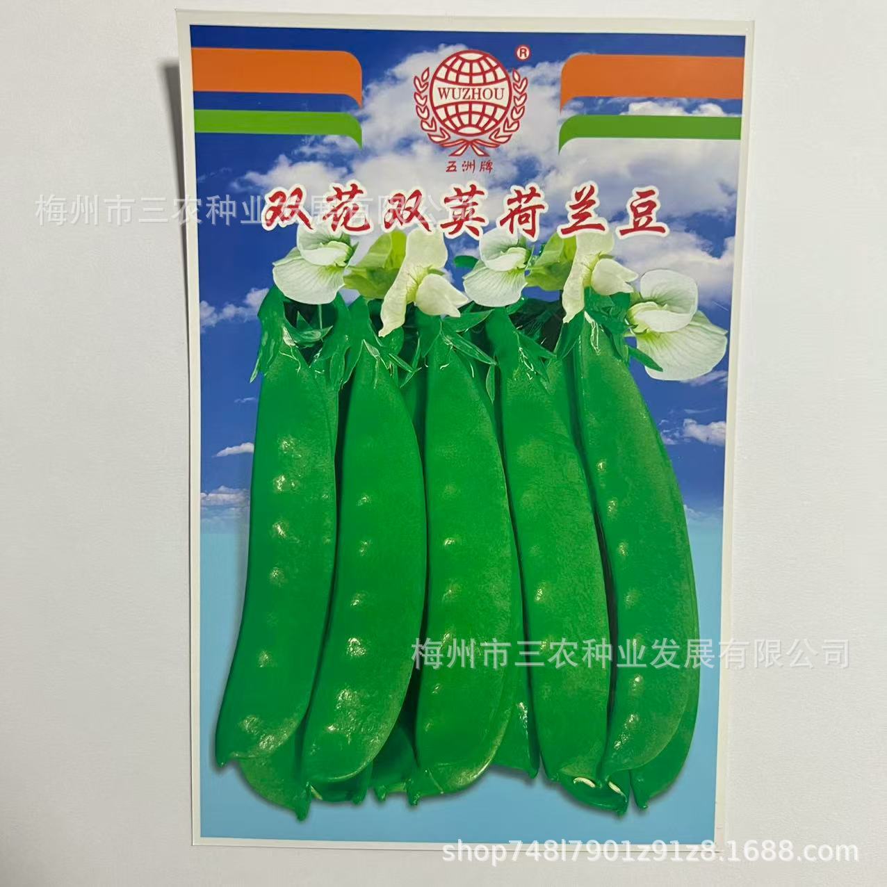 五洲牌双花双荚荷兰豆甜豌豆菜园种植高产抗病四季蔬菜种籽厂家批