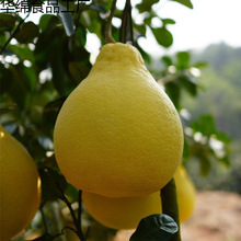 梅州沙田柚梅县金柚子大果新鲜水果客家产冰糖柚容县西柚