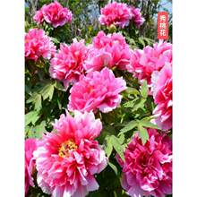 ���ذ�ĵ�����������҃�ͥԺ�̨�^�p��șĵ�����ͺ��͟�ֲ��