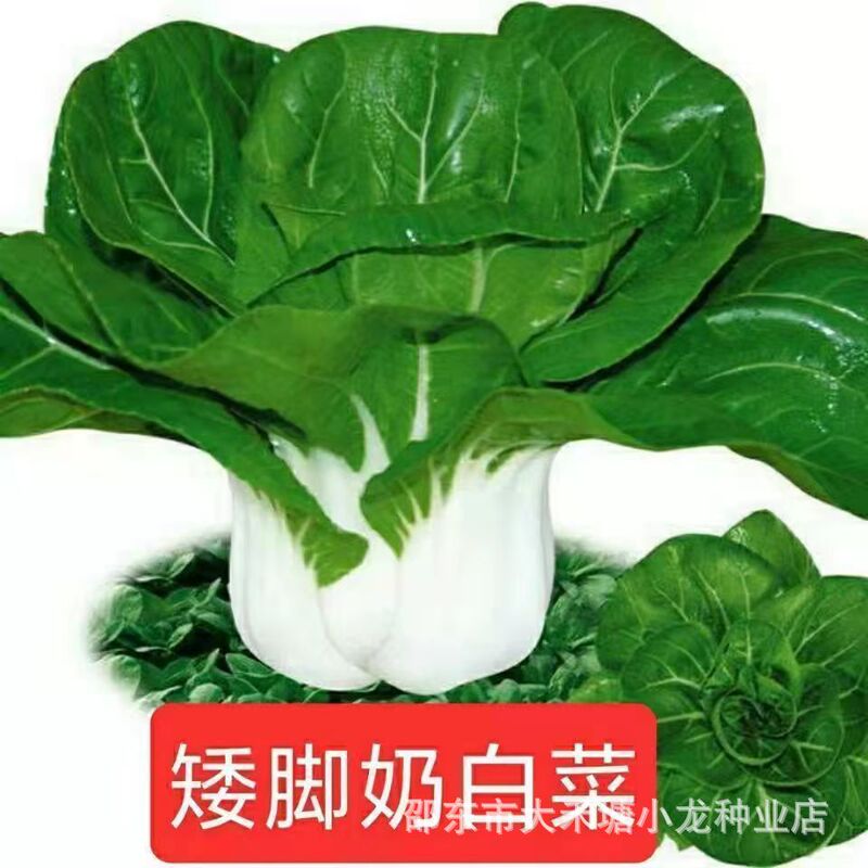 Cream Cabbage Short-Footed Milk Seeds All Year Round Balcony Potted Autumn and Winter Cold-Resistant and Heat-Resistant Green Cabbage Cream Cabbage