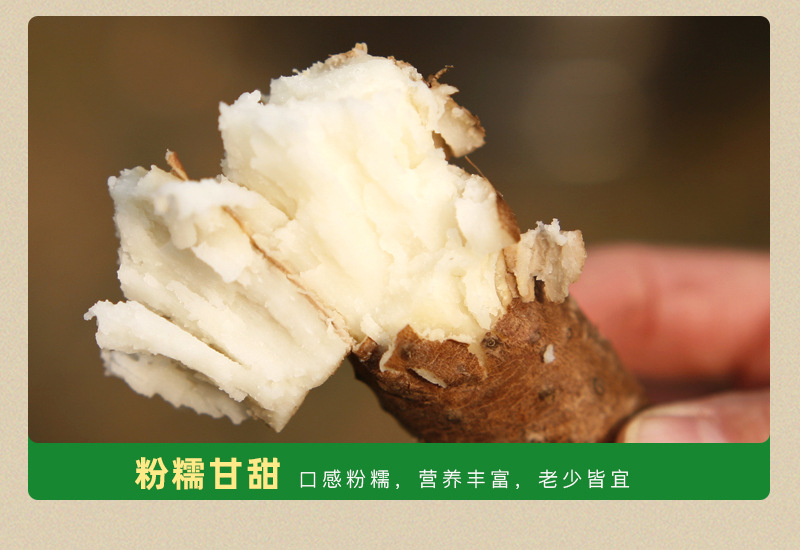 Fresh Wenxian Iron Stick Yam Chinese Yam Huai Shan 500g Henan Jiaozuo Origin specifications